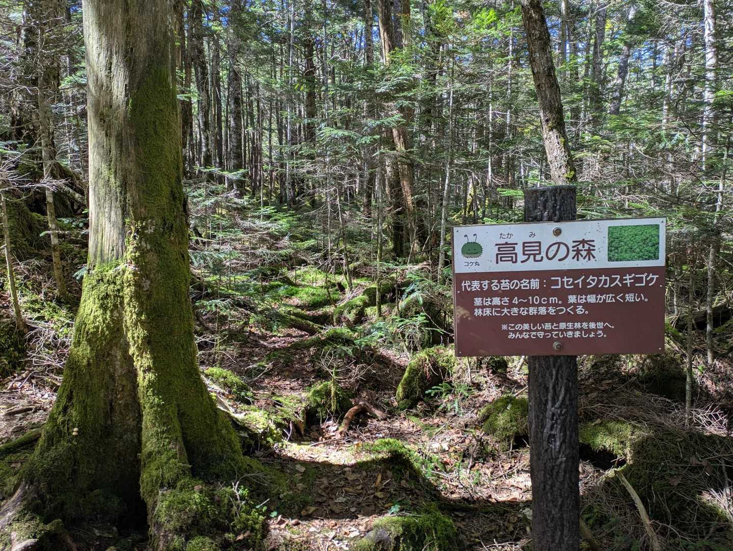 白駒の池へ下ります♬
高見の森　
特徴は、コセイタカスギゴケ