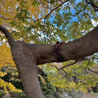 なんだ？枝上に何か乗ってる。