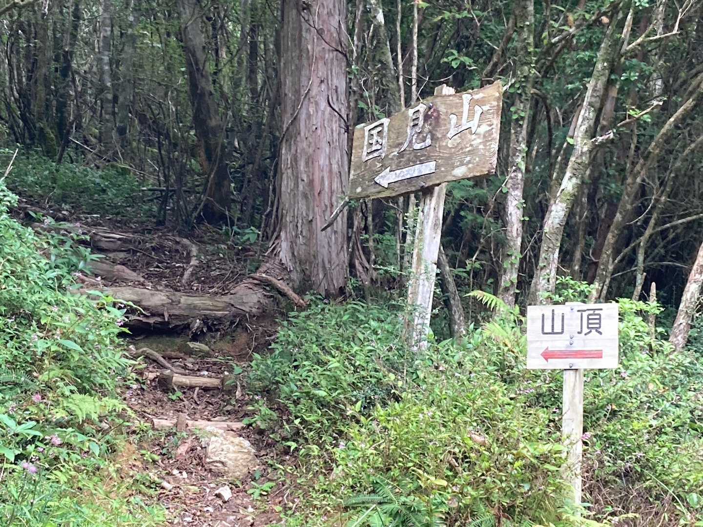 赤荒峠-国見山 往復コースの写真