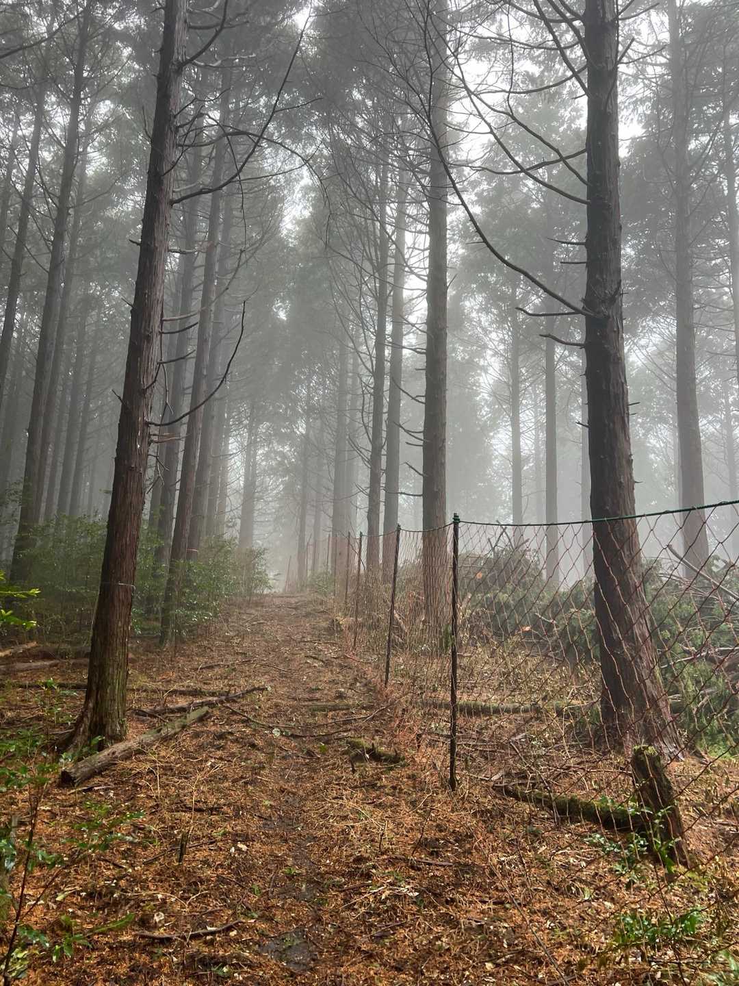 高畑山 登山口-高畑山 往復コースの写真