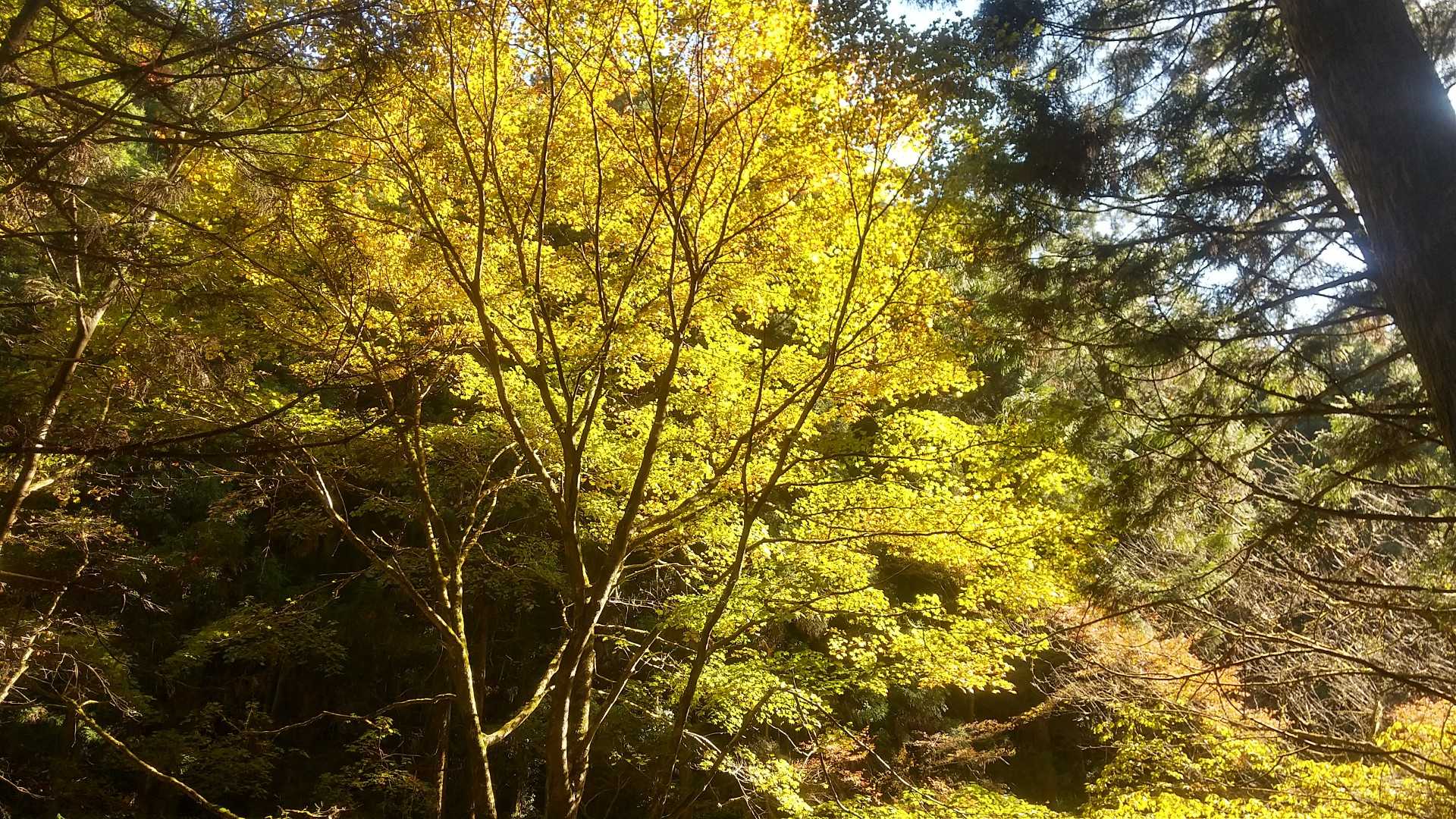今日一番の紅葉。黄色がスポットライト当たっているみたい💡。