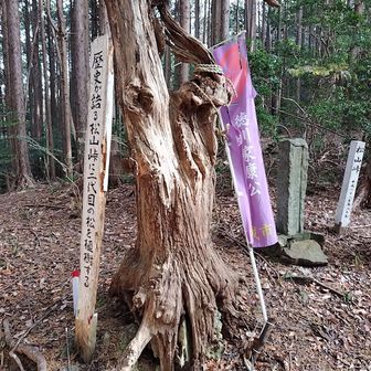 3代目の松らしいですが枯れている。