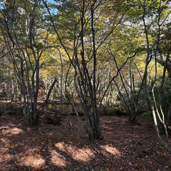 何となく落ち葉🍂紅葉🍁観て撮影してしまう😅
