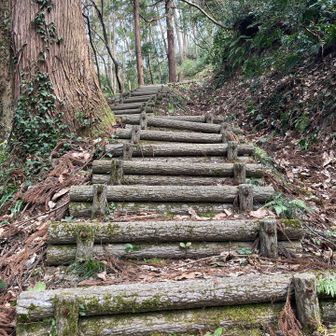 葉がまだ出て無いので、明るい