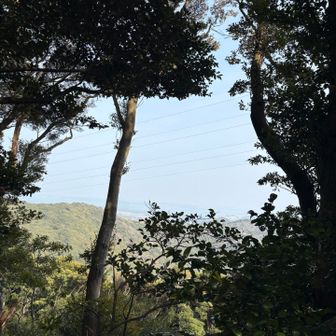 2個前の写真で電線をくぐるから、尾根道を進めばいずれ左手から電線が見えてくるのと頭に入れておく。（同じような道が続いてたので頭から抜けてるのをここで気づきました😋）