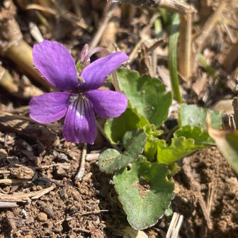 ニオイタチツボスミレかな～✨
