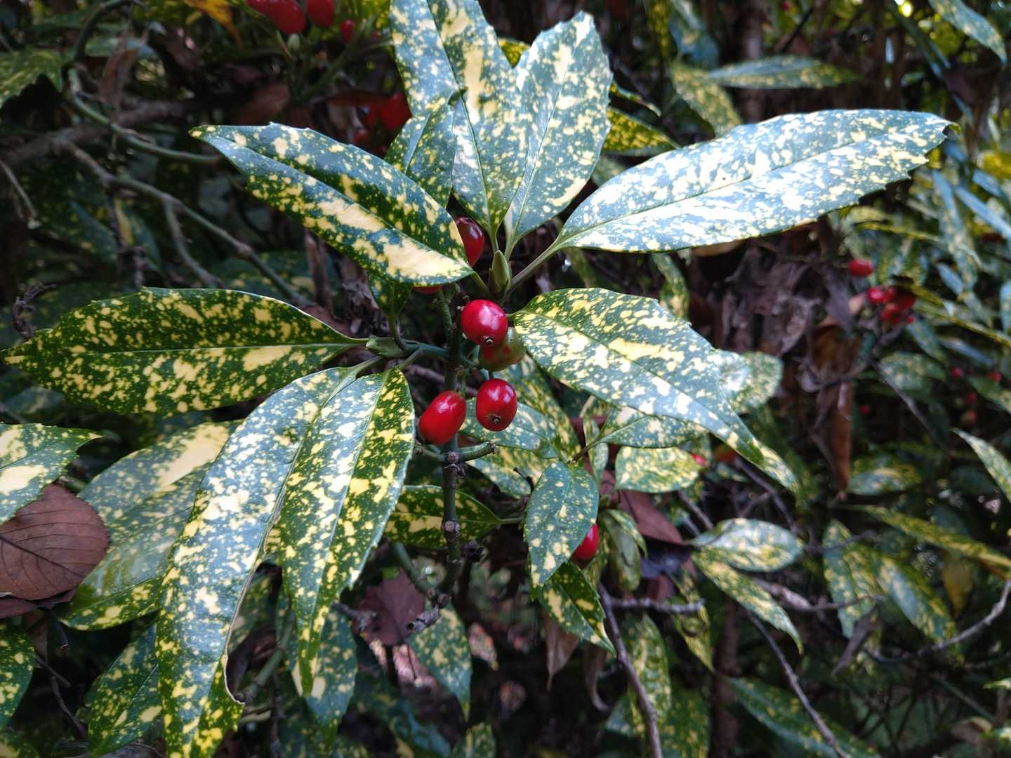 アオキ?
観葉植物みたい