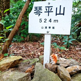 琴平山リス可愛い