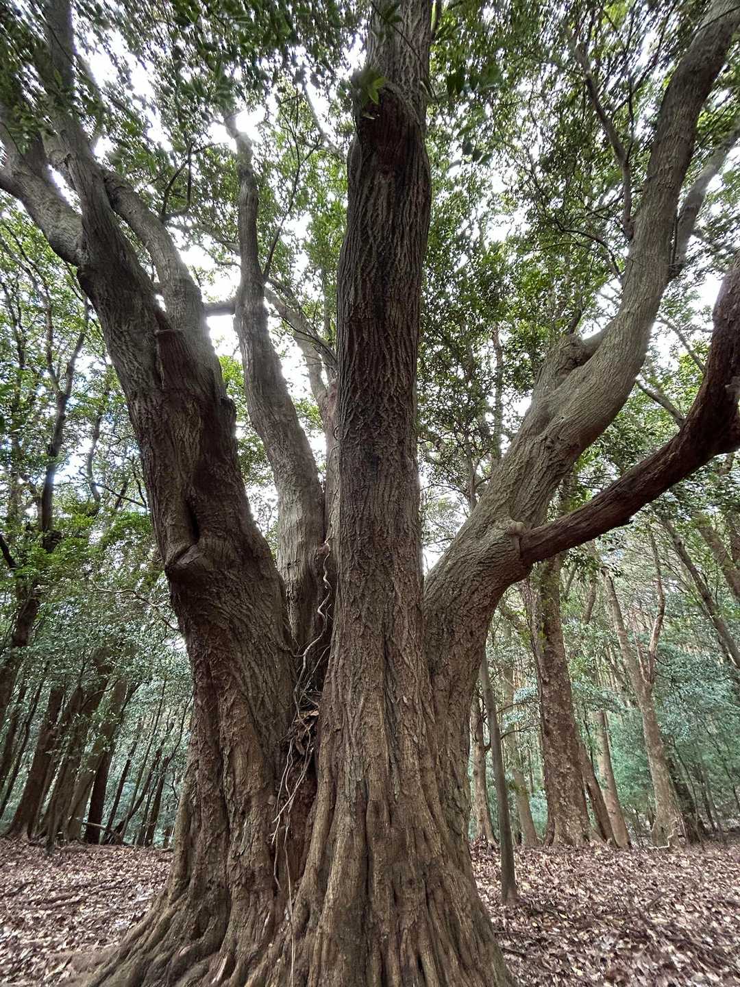 5股巨木
