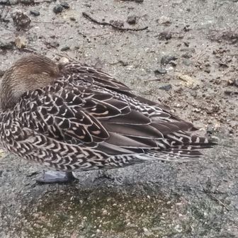 寒いからなのか近づいても逃げませんね