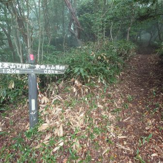 山頂まであと0.8kmの標識
