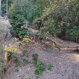 まずはなだらかな道で三重山の山頂を目指します。