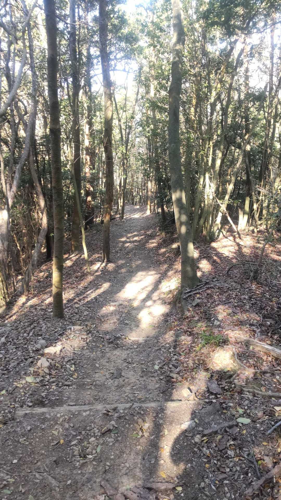 下山して次の山に向かいます🎵
山道はとてもキレイで歩きやすい