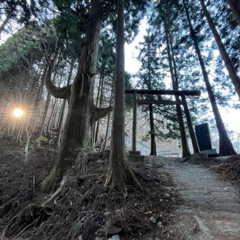 天狗の腰掛け杉　樹齢350年？