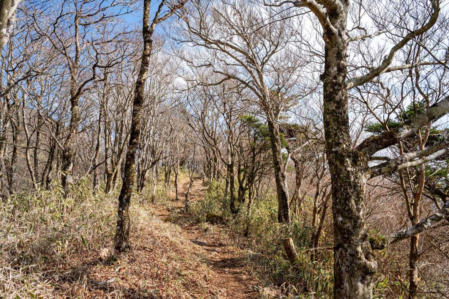 竜ヶ岳-端足峠-端足峠入口-湖畔登山口 周回コースの写真