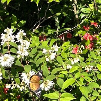 　ツマグロヒョウモンが花蜜吸いに