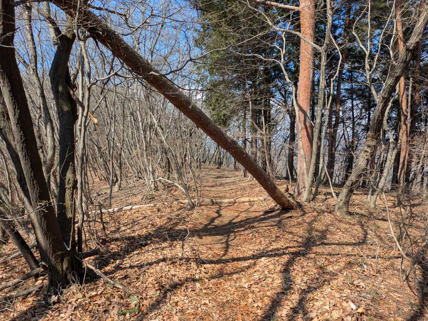石尊神社奥宮-石尊山-深高山 往復コースの写真