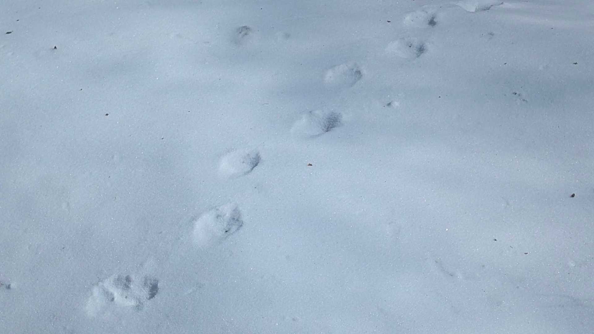 これまた誰かの🐾