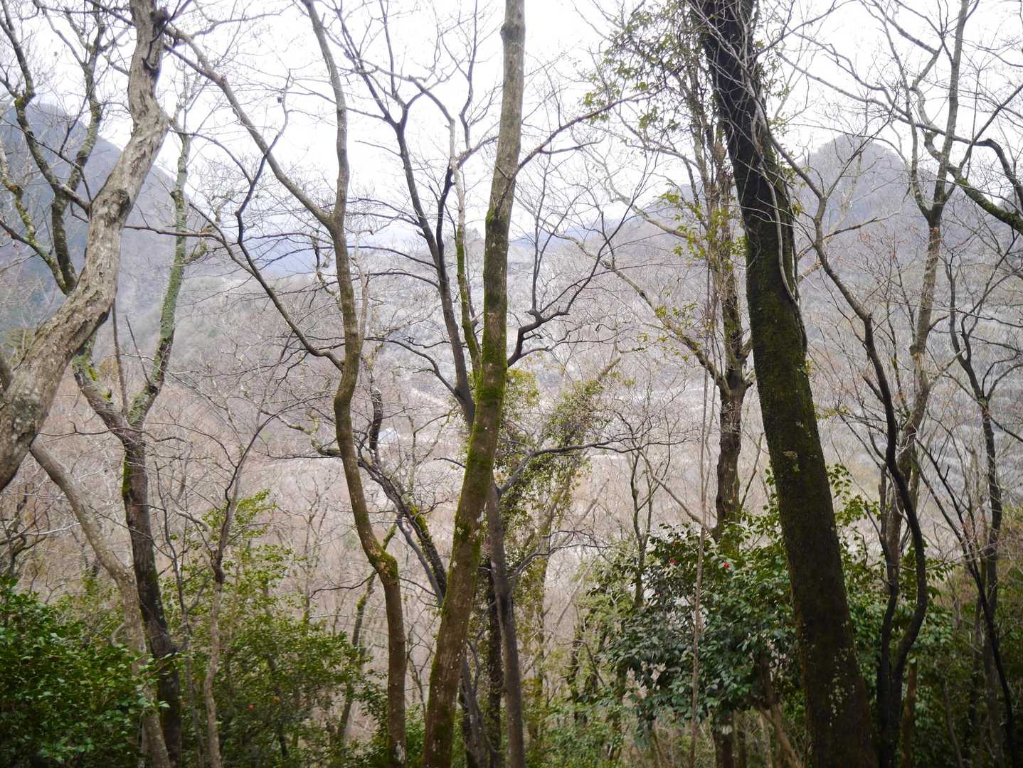 削られてピラミッドみたいになってる山が見えます👀