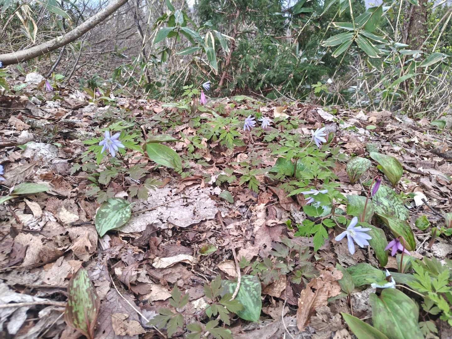キクザキイチゲもたくさん咲いていました