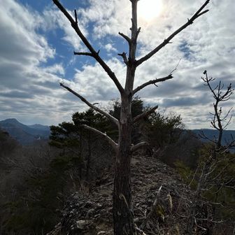 茨ジャンの孤高の木🪾だべ〜〜