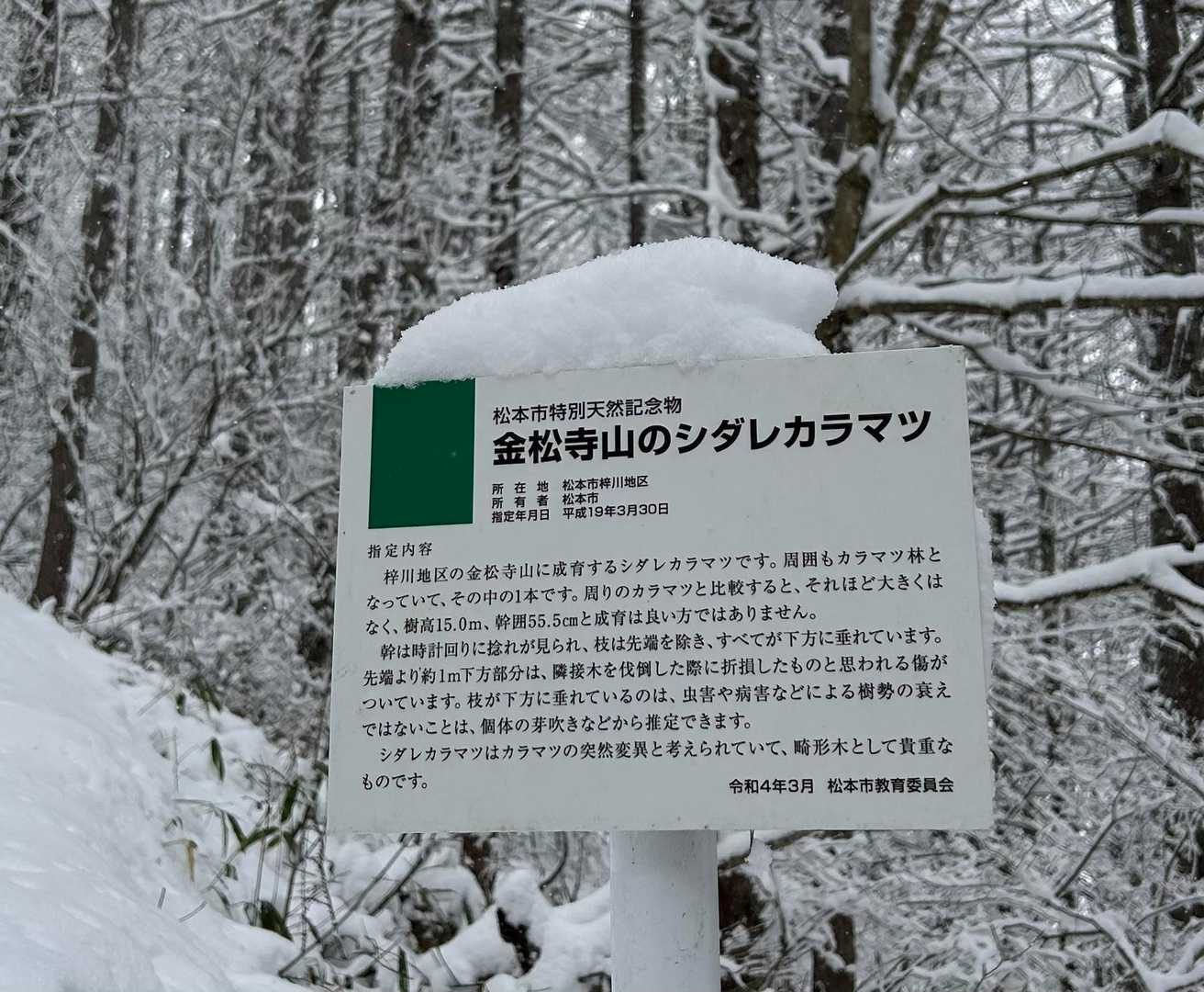 辰野にも枝垂れ栗というのがあったのを思い出す
どこにでも変わり者はいるんだな