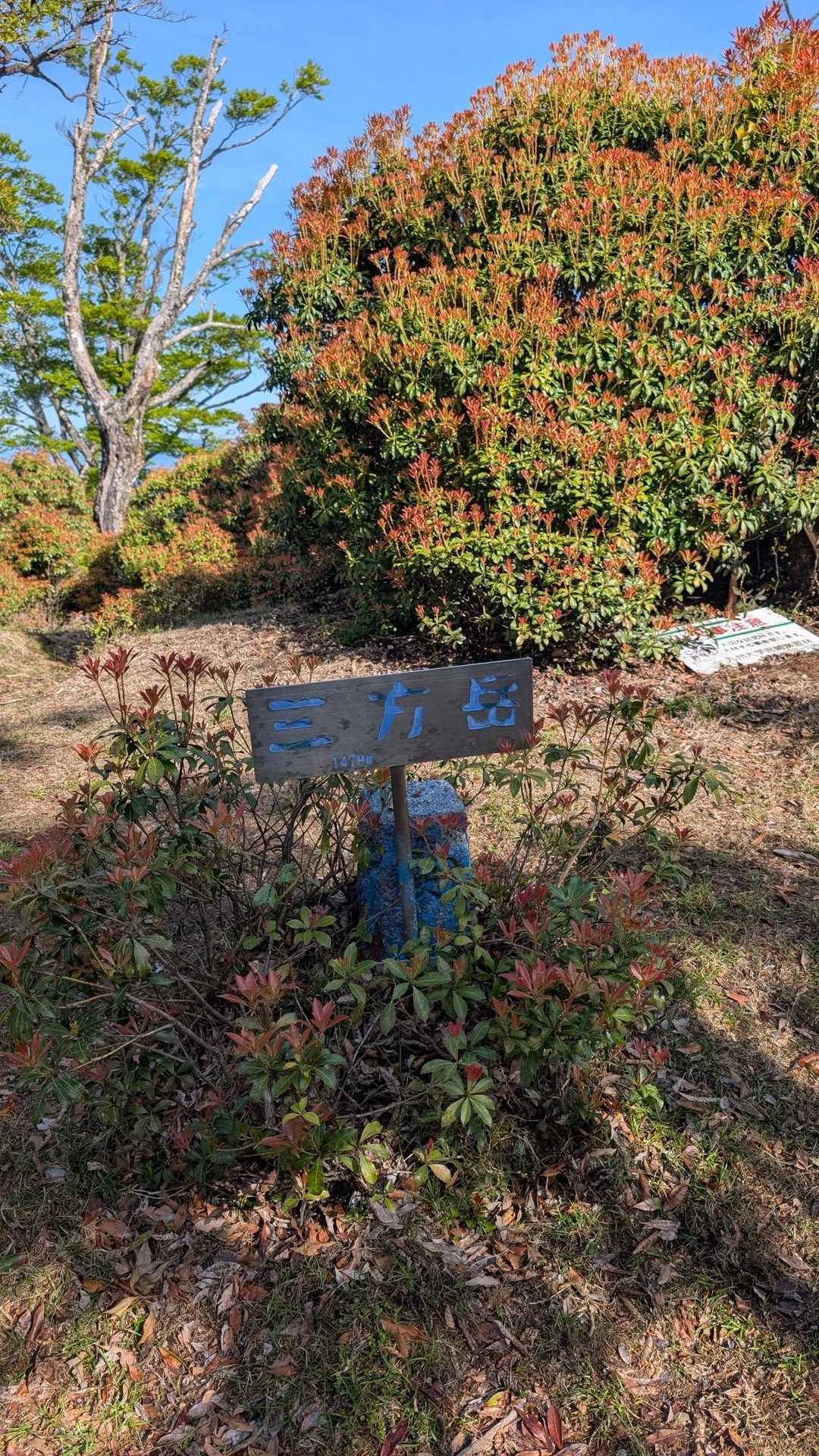 山頂に登頂です。うん、眺望無し😖分かってるよ!