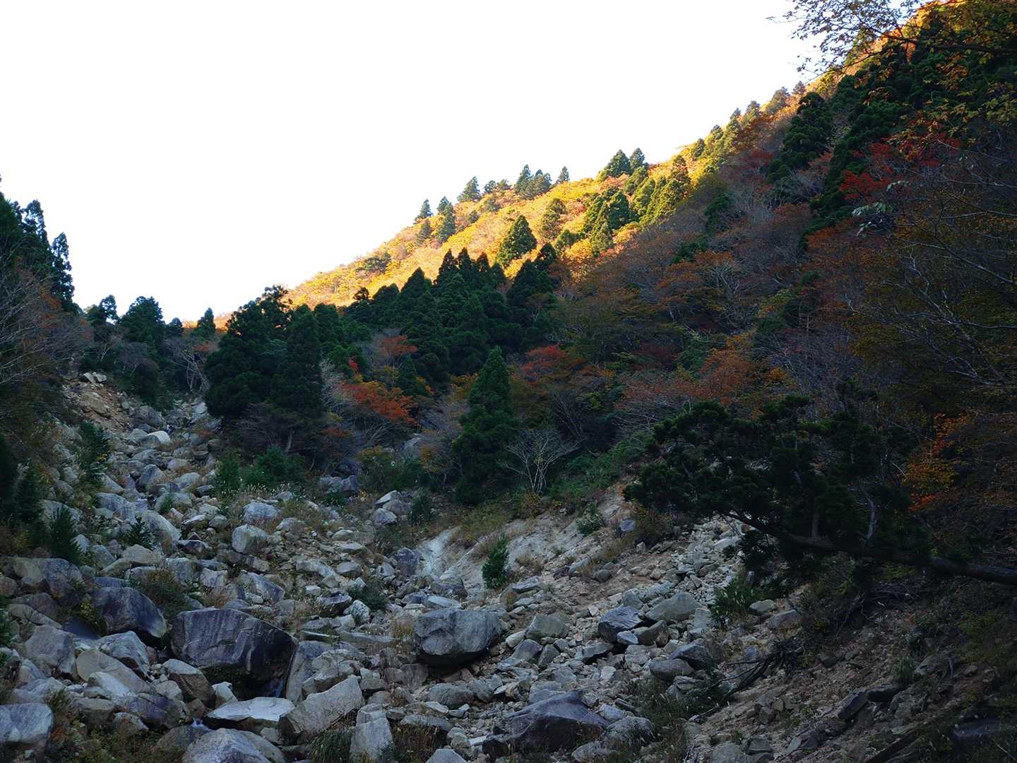 光り輝く金色の野