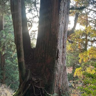 大きな杉がいくつもあって、紀伊半島の自然の雄大さがわかります