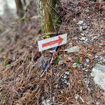 ここを上がれは林道に出ます