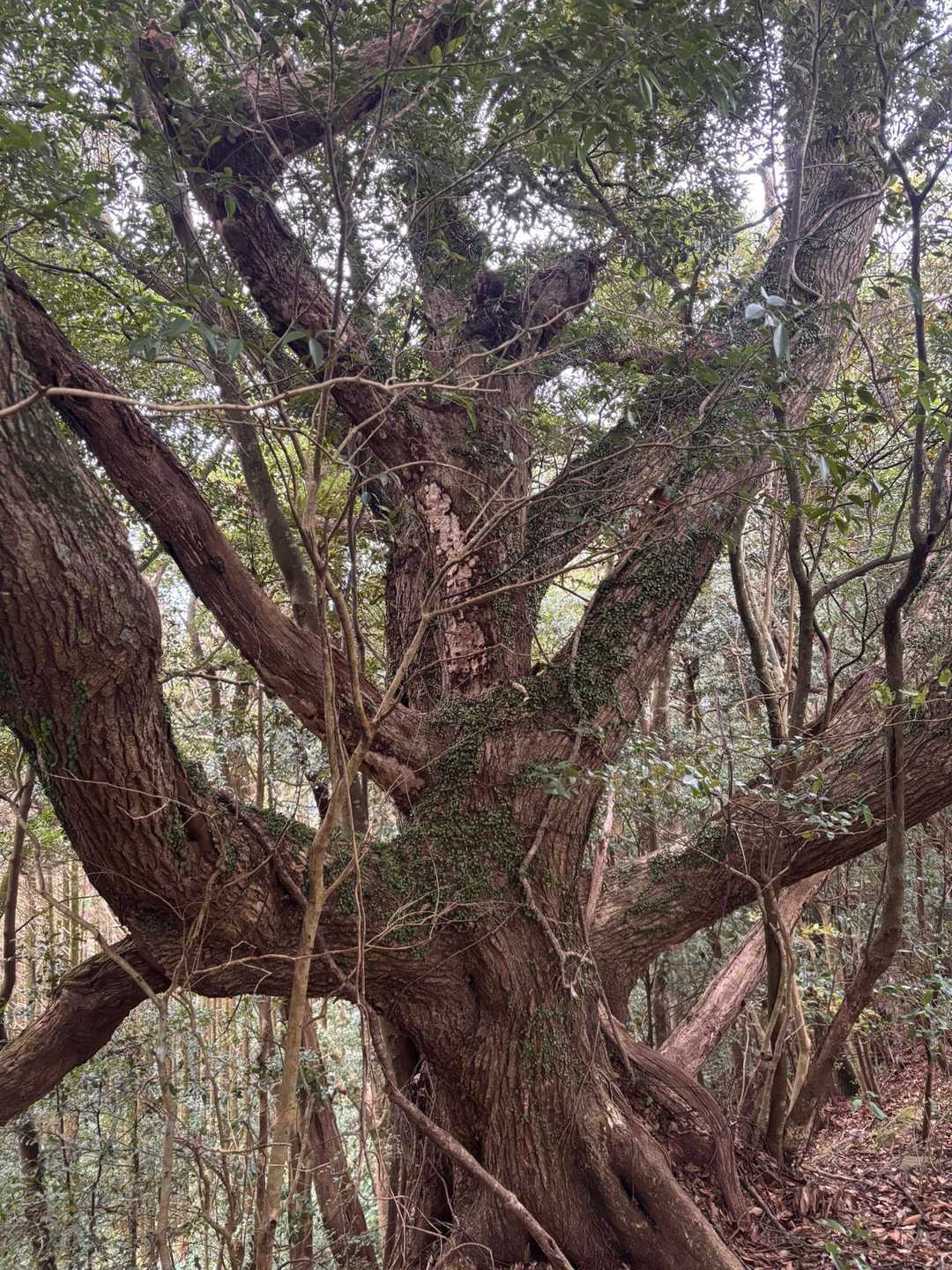 木の上に秘密基地作れそうな🤔🛖