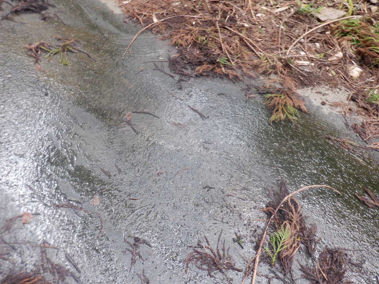 滑った跡です