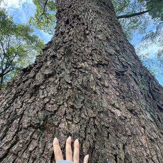 大楠チャージ🌳木の肌がゴツゴツ🖐️