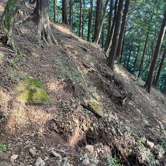 道は？ここかここなのか？踏み跡薄い。けもの道。水の流れた後もあるので間違えそう。