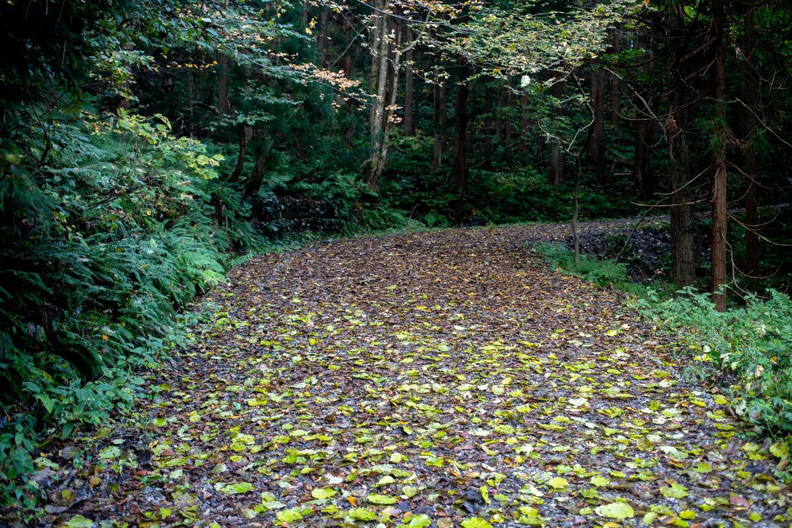 鷲ヶ巣山（縄文の里朝日）の写真