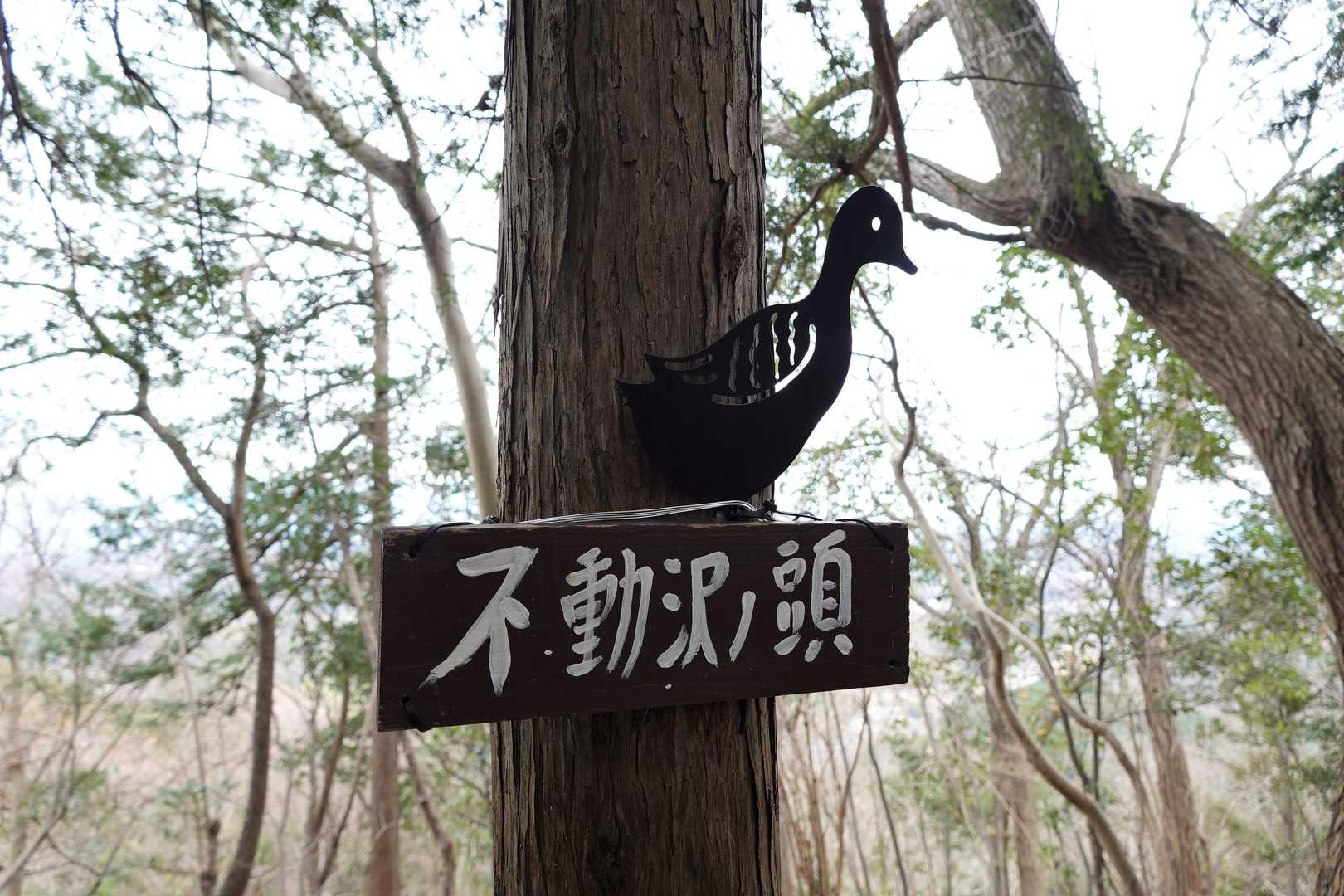 不動沢ノ頭、と鳥🐦
