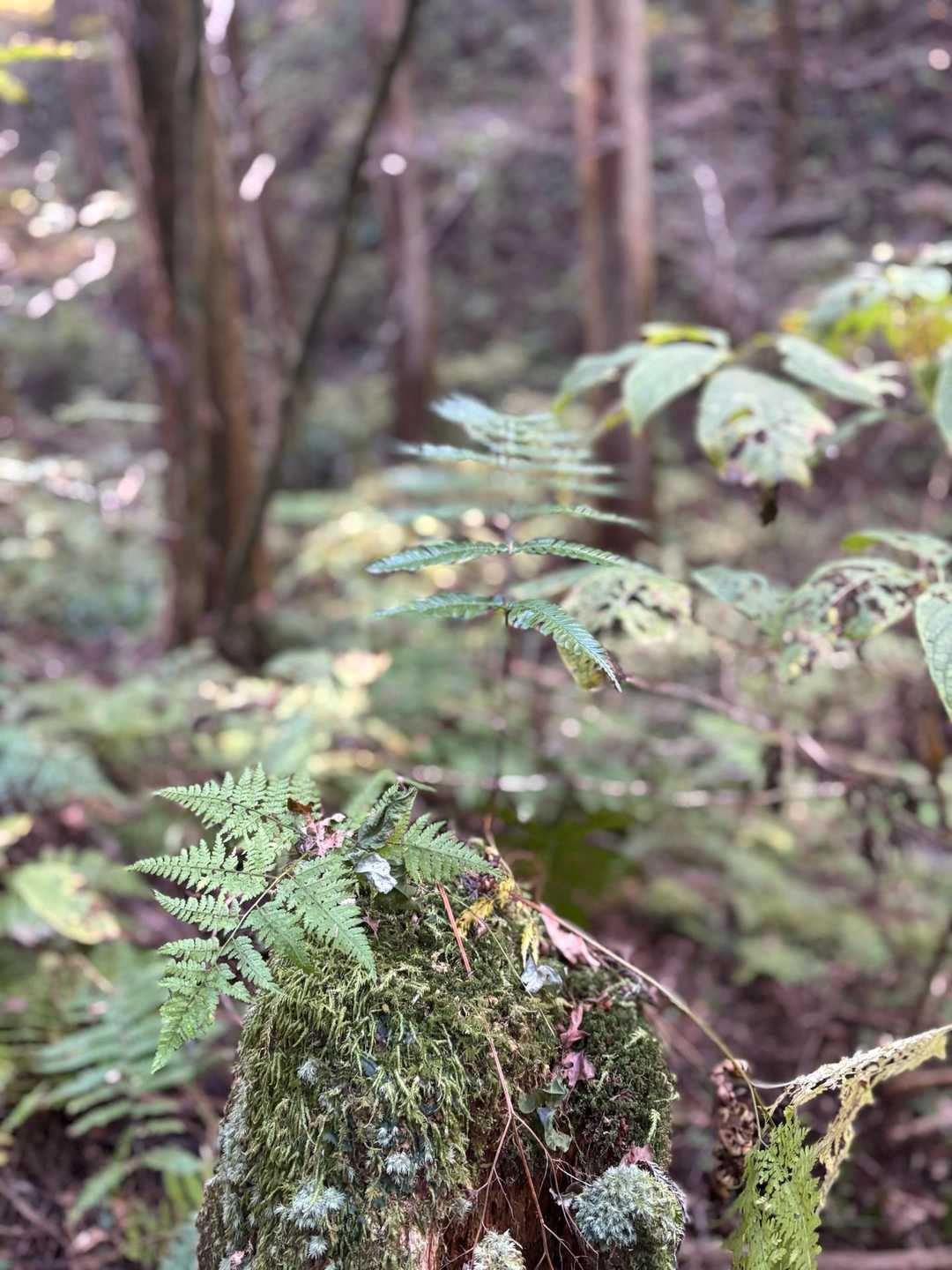 岩の上から生えた新芽🌱
可愛い💕