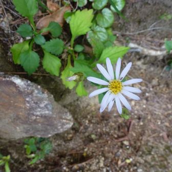 花があった🌸