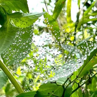 雨あがりのご褒美✨