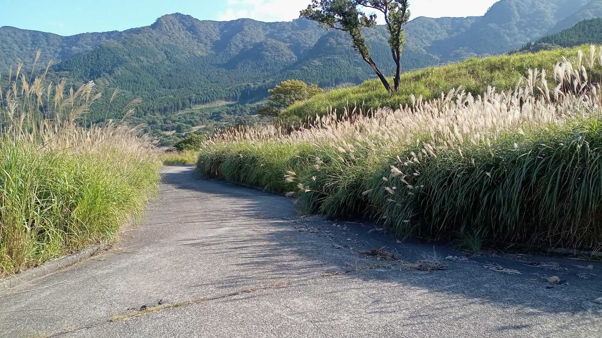 舗装路を下りる場合の景色
ここにも数台はとめれるし、下の方だと何箇所も駐車スペースありました。
