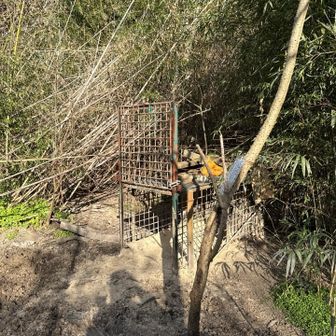 うん？間違えたかこのままじゃイノシシ🐗の檻に一直線（笑）