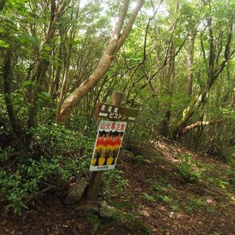 黒滝峰にピストンします