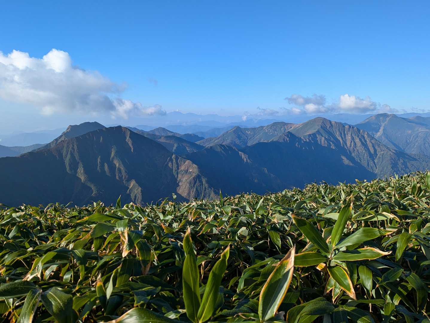 笹ごしの主脈稜線。
次は茂倉岳に向かいます。