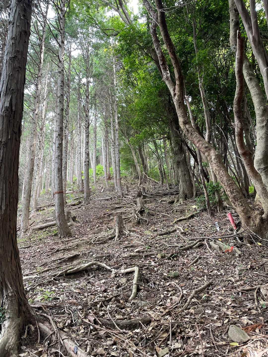 山頂手前の急登！難所はココだけかなー