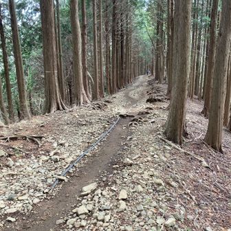 大倉尾根コースに復帰するとたくさん人が歩いていた。