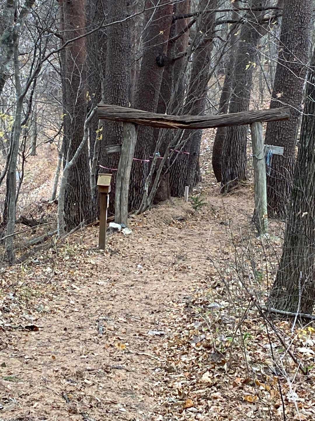 毎年くぐっている鳥居⛩️