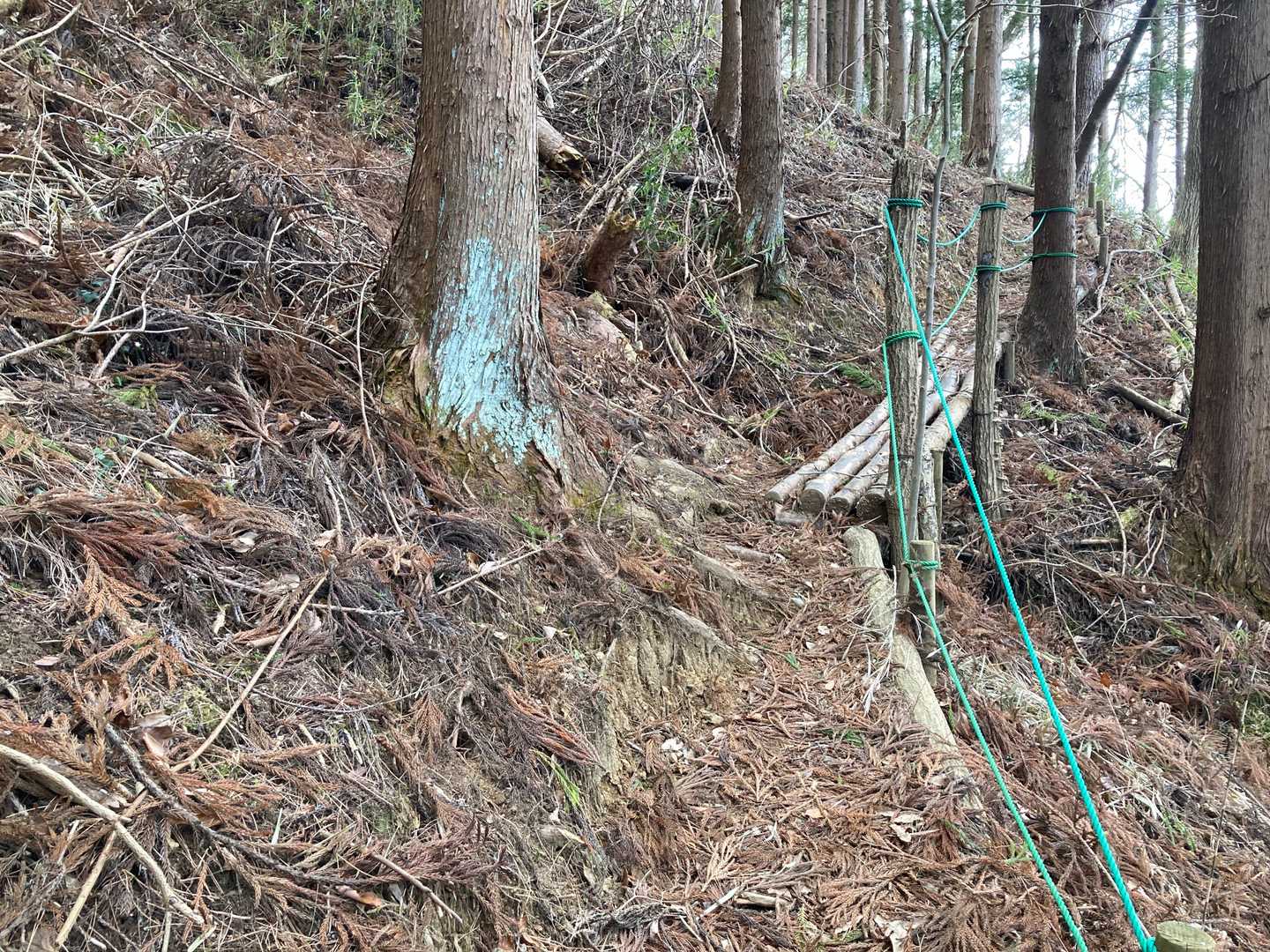 西音森山-宇津峰 周回コースの写真