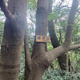 唐沢