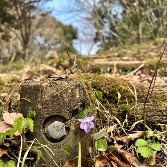 スミレがたくさん💜