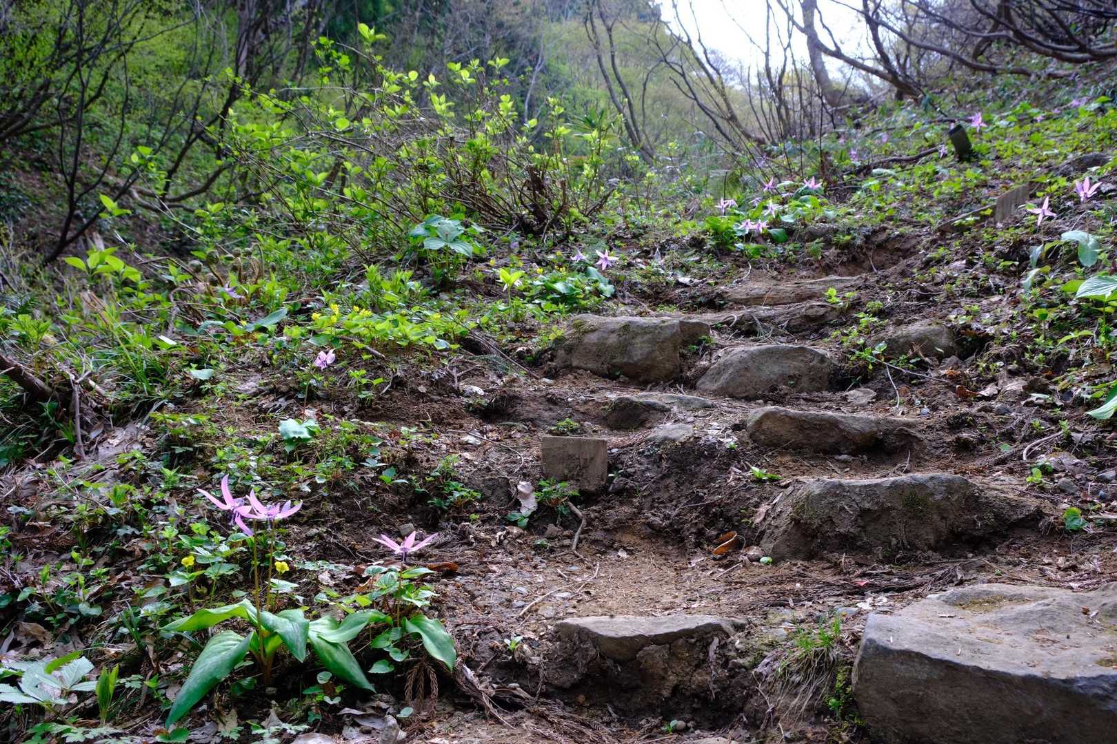 林道登山口-南条八石山-久之木峠-八石山 周回コースの写真